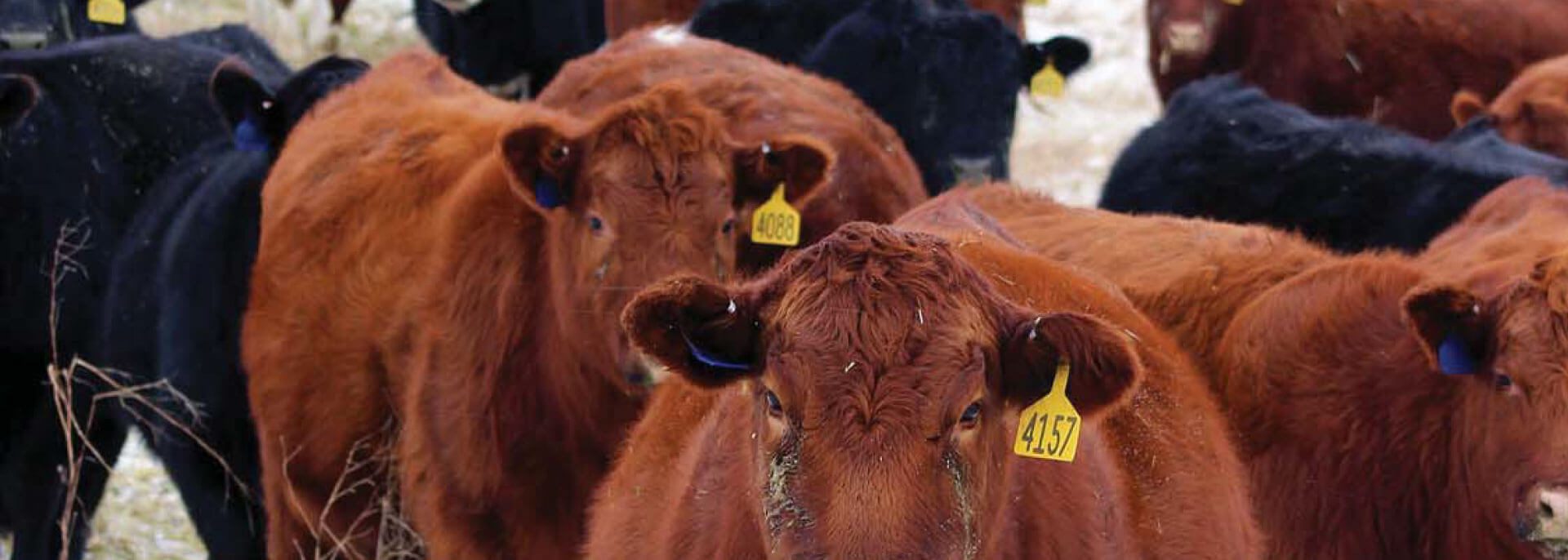 Cows in a group in a field