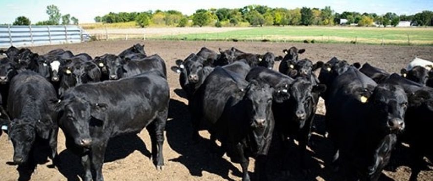 Cows in a group in a feed lot