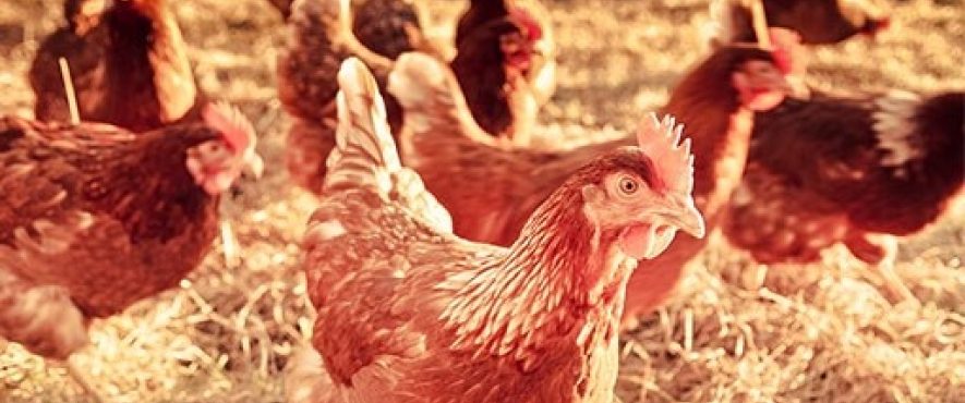Chickens in a group